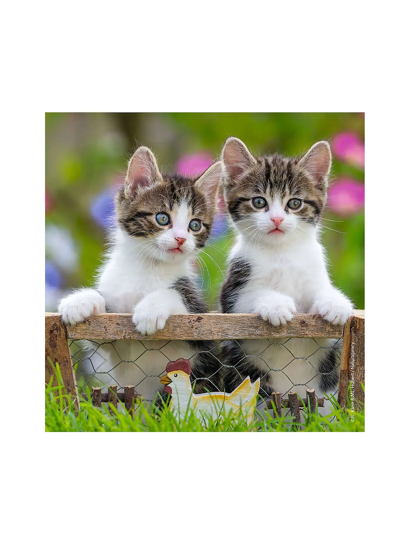 RAVENSBURGER | Puzzle - Süße Samtpfötchen 2x49 Teile | 